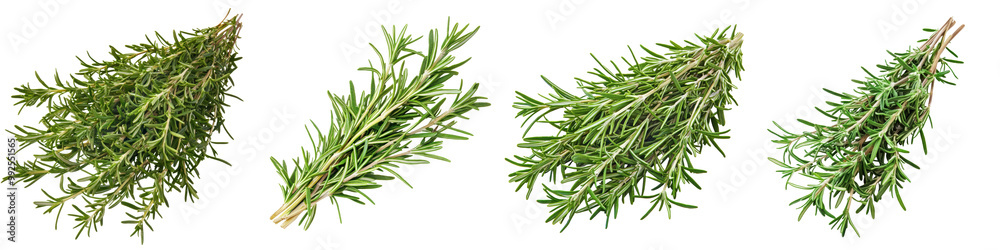 Fresh rosemary sprigs on a white isolated background. Fresh rosemary sprigs on a white isolated background.