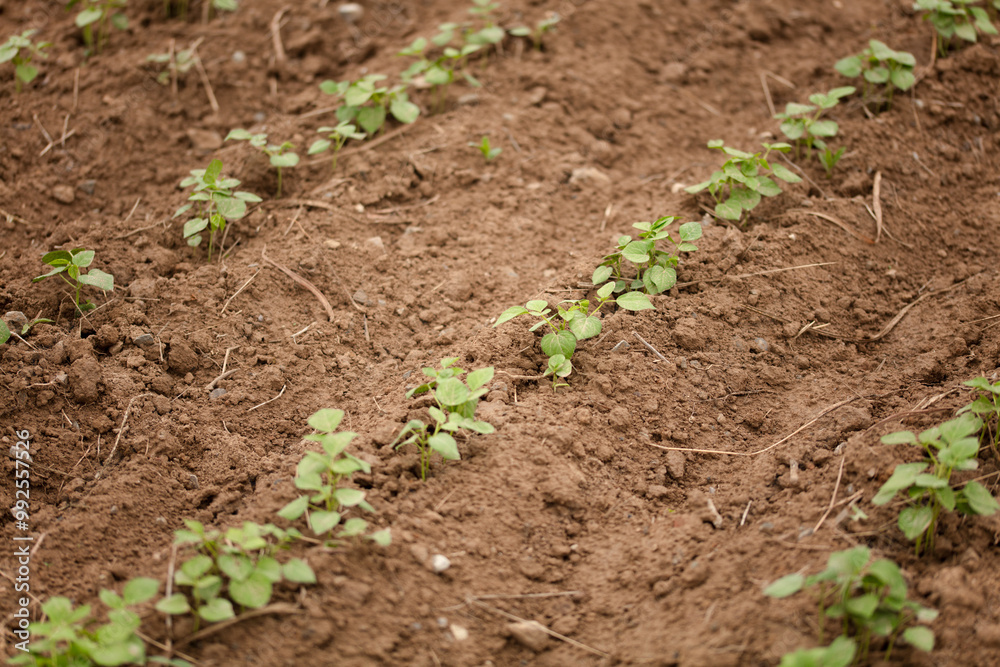 Mung bean seedlings planted on the land Mung bean seedlings planted on the land