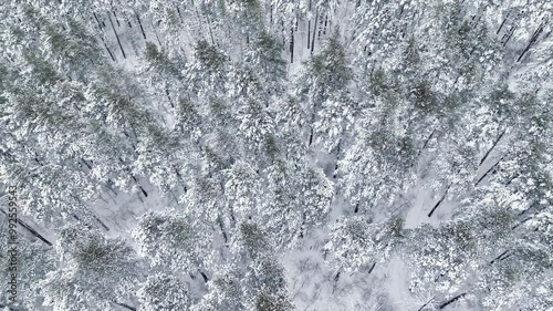 Wallpaper Mural Flight over winter snowy pinery in light snowfall. White forest landscape. Season specific. Aerial view	
 Torontodigital.ca
