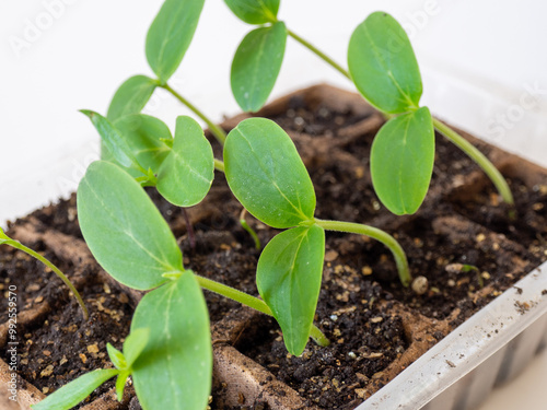 Small seedlings of cucumber. Seedlings of cucumbers for cultivation in the garden. Pumpkin sprouts on the windowsill in peat pots