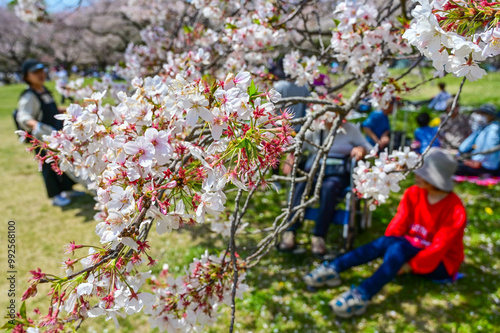 Tokyo, Japan - APR 14, 2024: Many people enjoy flower viewing under the cherry blossom trees in Showa Kinen Park.