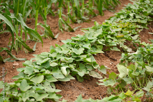 Growing lush sweet potato vines