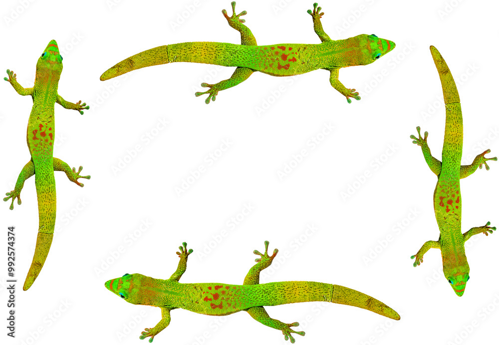 Cadre margouillat Cadre margouillat