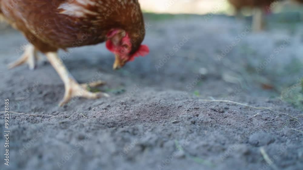 Close-up of a chicken breaking open a piece of cucumber in slow motion