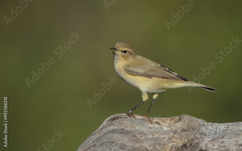 Common chiffchaff -  in autumn at a wet forest  photo