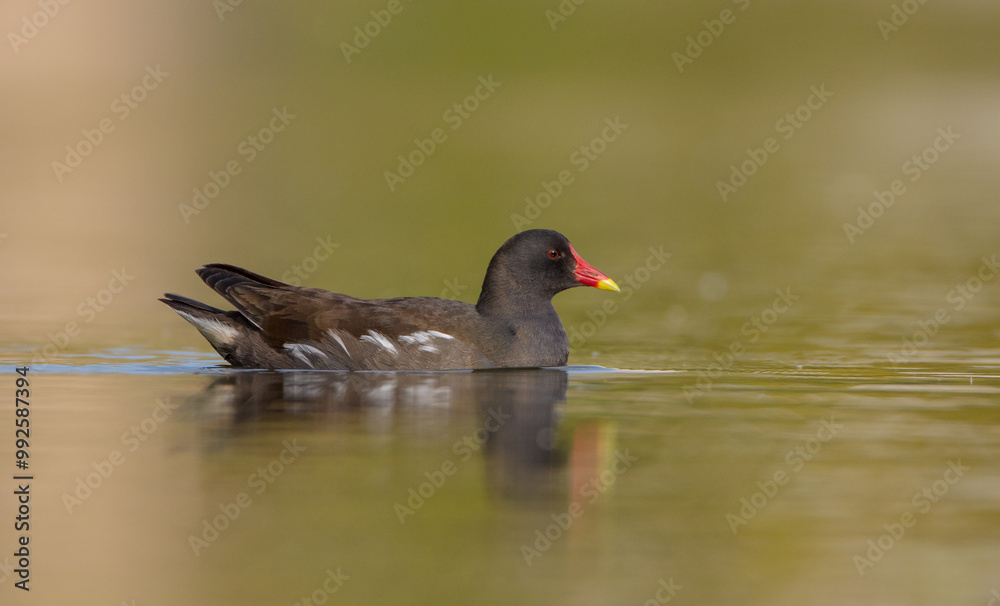 The common moorhen - adult bird in spring The common moorhen - adult bird in spring