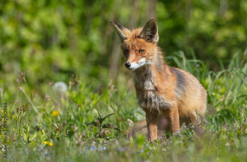 Red fox - in the wet forest in spring Red fox - in the wet forest in spring