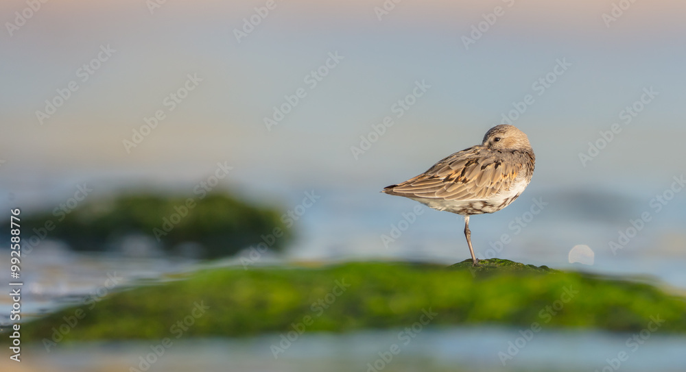 Dunlin - at a seashore on the autumn migration way Dunlin - at a seashore on the autumn migration way