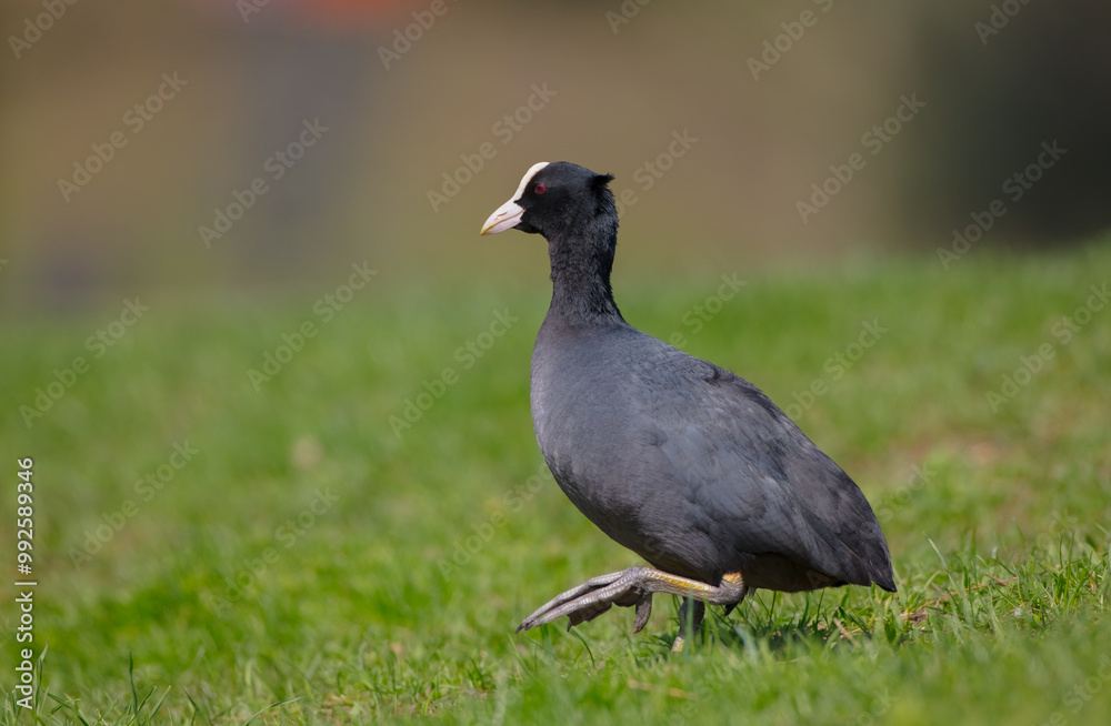 Eurasian coot - adult bird in spring Eurasian coot - adult bird in spring
