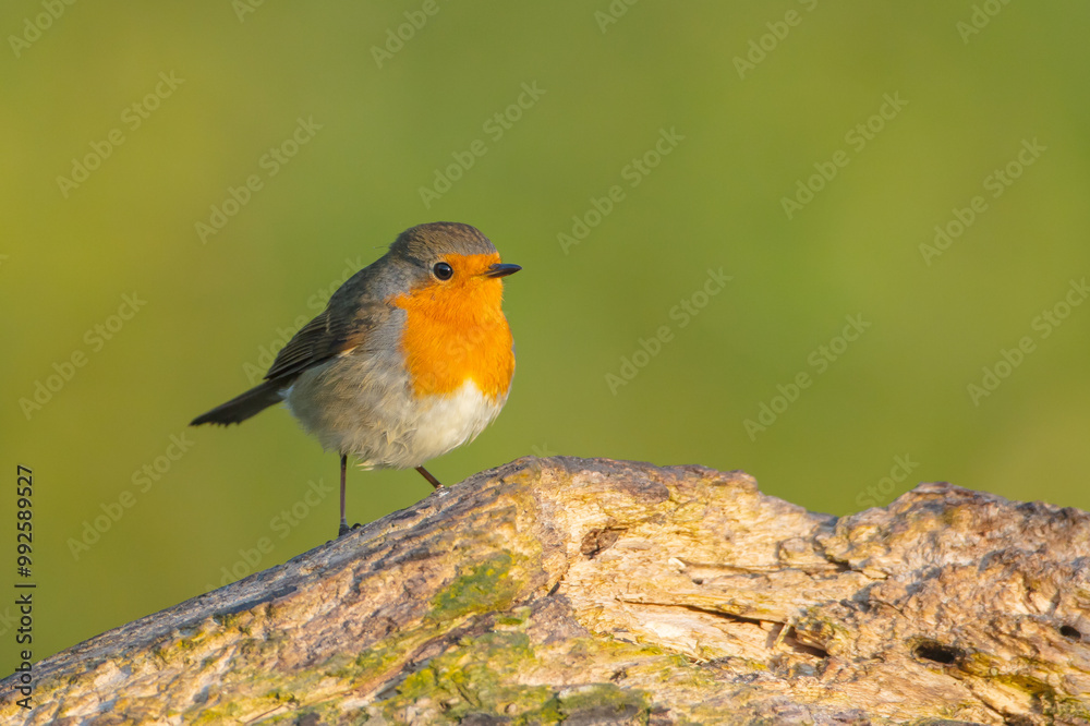 The European robin - at the wet forest in autumn The European robin - at the wet forest in autumn