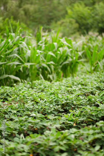 Peanuts growing in a peanut field