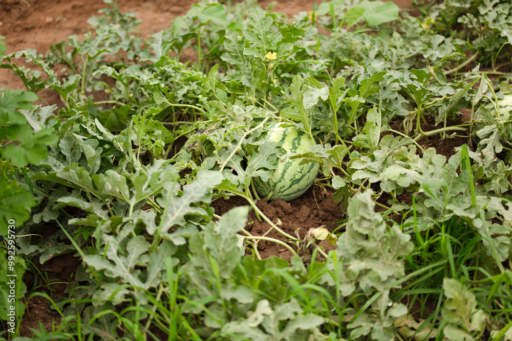 Big watermelons grown from watermelon vines Big watermelons grown from watermelon vines