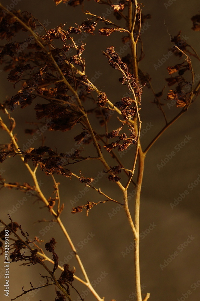Dry pampas grass brown color dark background close up. Plant texture. Scandinavian minimalistic home design poster. Dry pampas grass brown color dark background close up. Plant texture. Scandinavian minimalistic home design poster.