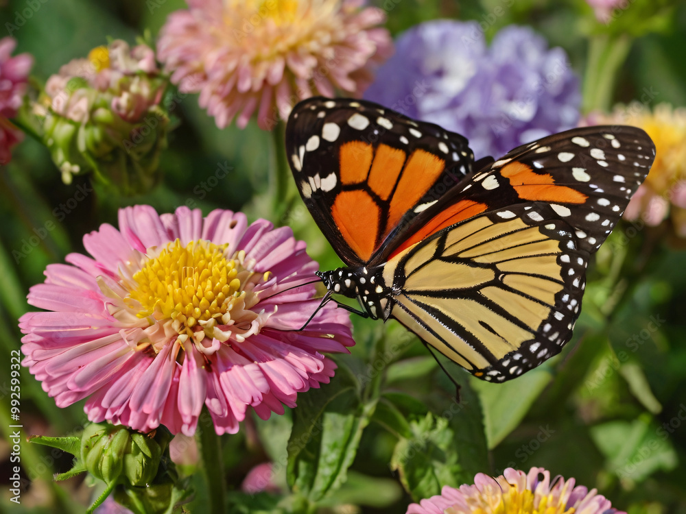 monarch butterfly in garden