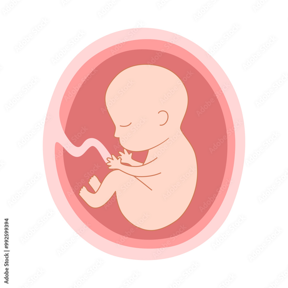Fetus in mother's womb in flat design. Human embryo with the umbilical cord. Fetus in mother's womb in flat design. Human embryo with the umbilical cord.
