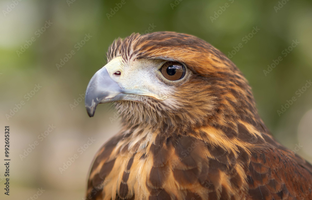 Hawk's Intense Stare Captured