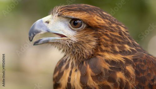 Majestic Hawk Portrait photo