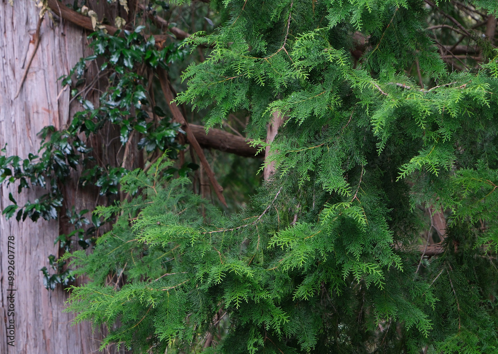 Obraz premium 森の中のヒノキ