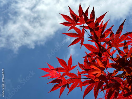 Red leaves of palmate maple tree on blue sky.  photo