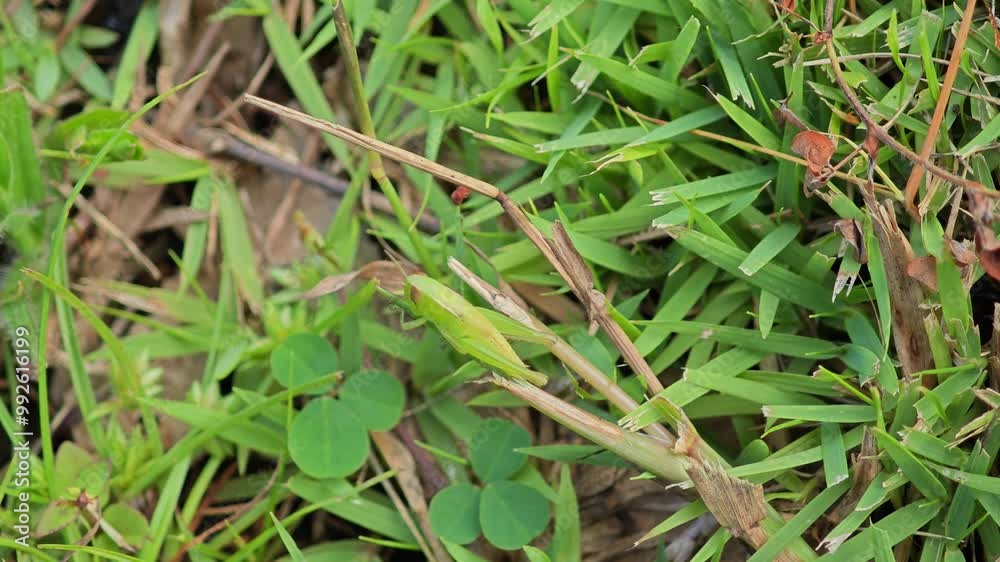 Green grasshopper on grass field. Green grasshopper on grass field.