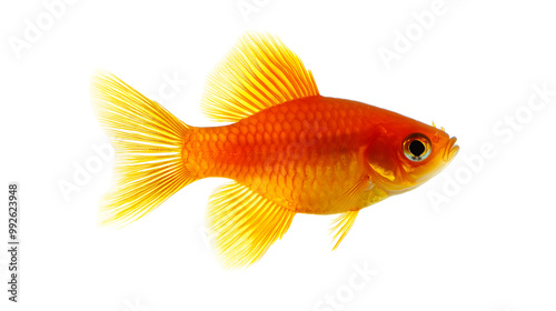 Platy Tropical Aquarium Fish isolated on transparent background