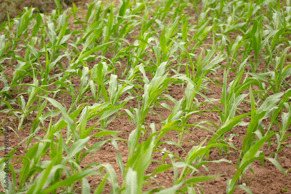 Corn seedlings blown crooked by the wind Corn seedlings blown crooked by the wind