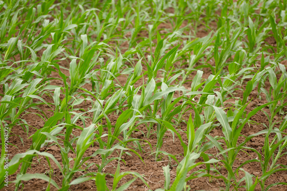 Corn seedlings blown crooked by the wind