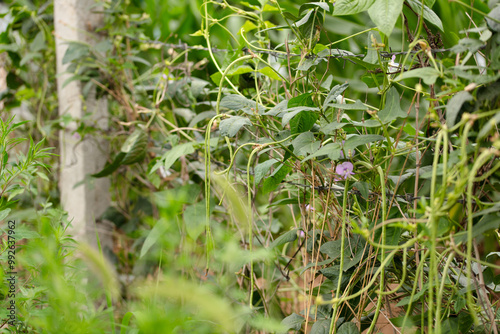 Bean crops on bean racks