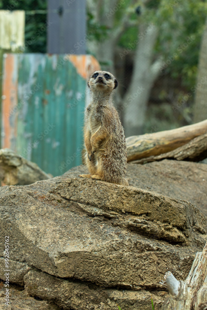 Fototapeta premium meerkat on guard
