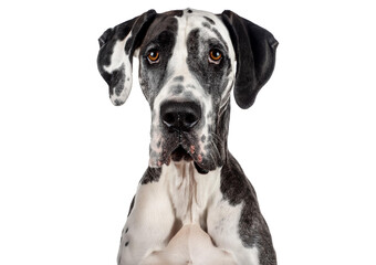 Large harlequin Great Dane with brown eyes Isolated on transparent or white background