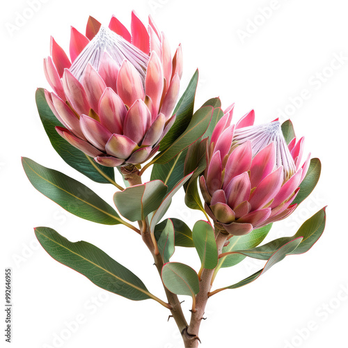 Proteas Flower Isolated Isolated on Transparent or White Background, PNG