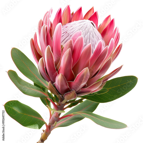 Proteas Flower Isolated Isolated on Transparent or White Background, PNG