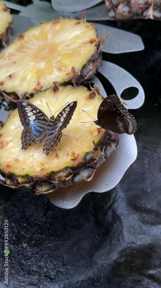 close up of butterflies feeding on slice of pineapple