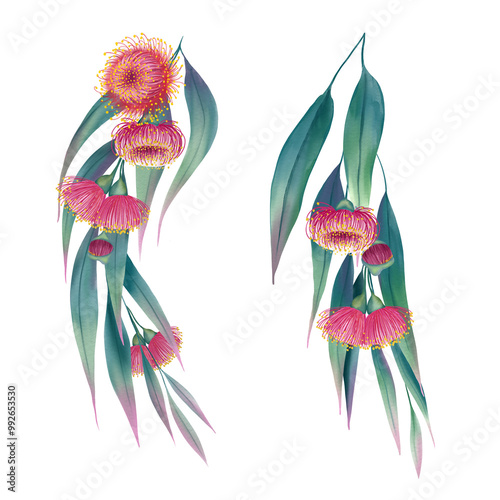 Fototapeta Naklejka Na Ścianę i Meble -  Eucalyptus branch with long leaves and pink flowers watercolor illustration. Hand drawn medicinal and aromatic plant on isolated background. For design and packaging.