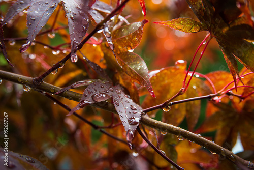  CLOSE UP OF JAPANEEESE MAPLE AFTER RAIN STORM