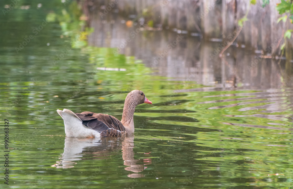 Greater White-fronted Goose (Anser albifrons) standing on the green shore of the pond. Greater White-fronted Goose (Anser albifrons) standing on the green shore of the pond.