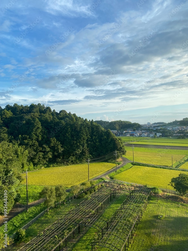 Obraz premium landscape with fields