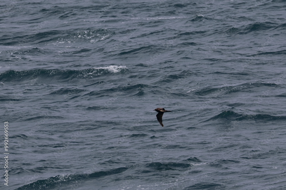Obraz premium kangaroo island australia