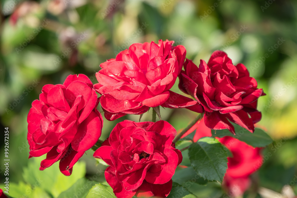 Obraz premium Blooming red rose bud with raindrops close up