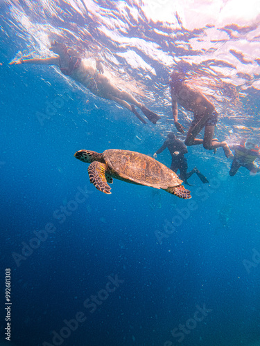 Spotted, sea turtles underwater og Gili Trawangan