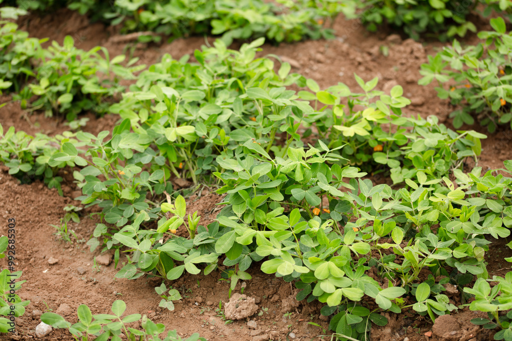 Growing peanuts in the farmland Growing peanuts in the farmland