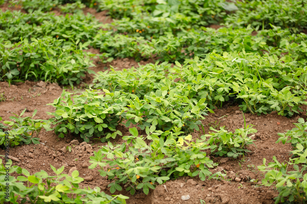 custom made wallpaper toronto digitalGrowing peanuts in the farmland