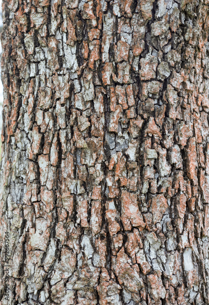 Fototapeta premium the bark of the tree on the trunk, a structure created by nature, unique style and design