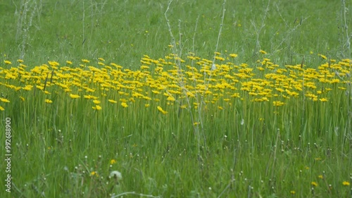 A clearing of bright yellow flowers in a green meadow. Wall Hawkweed or Hieracium murorum photo