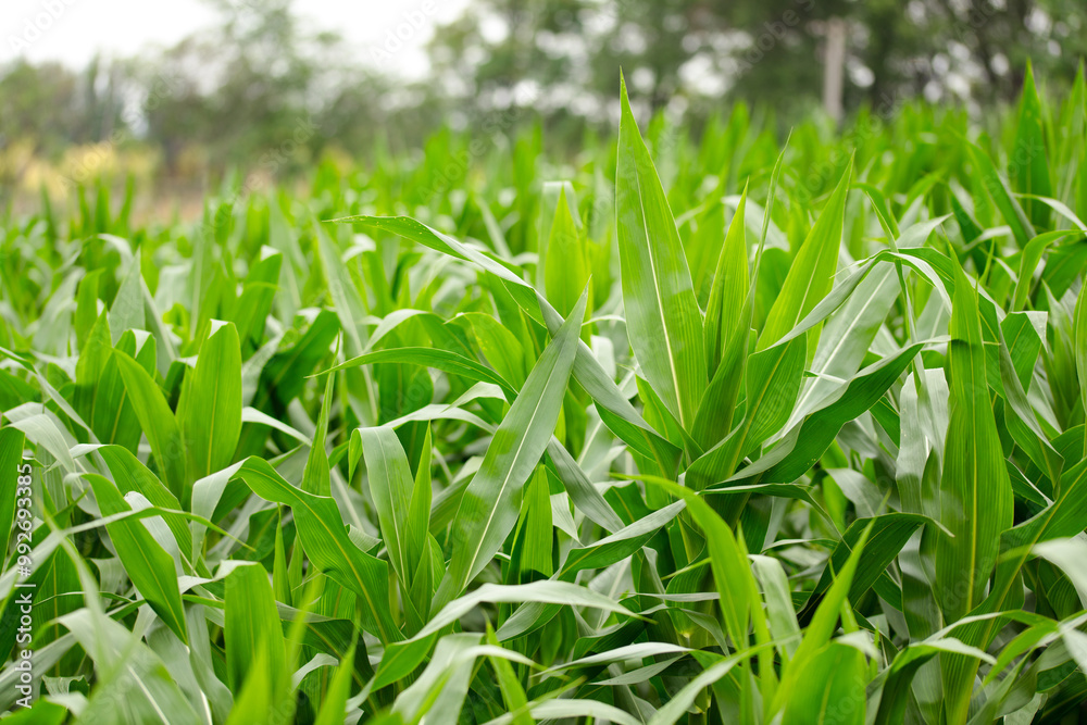 Corn seedlings growing well Corn seedlings growing well