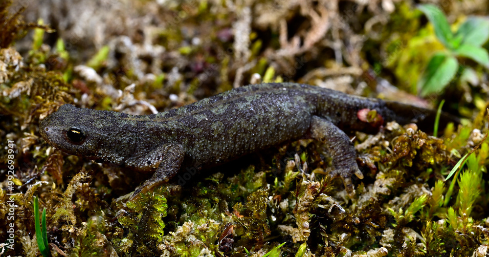 Obraz premium Bergmolch // Alpine newt (Ichthyosaura alpestris / Mesotriton alpestris) - Blidinje National Park, Bosnia and Herzegovina