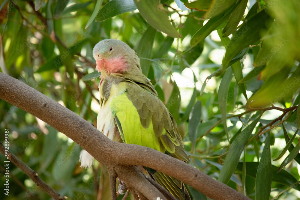 the princess Alexandra parrot has a pink neck and a light blue head and green wings the princess Alexandra parrot has a pink neck and a light blue head and green wings