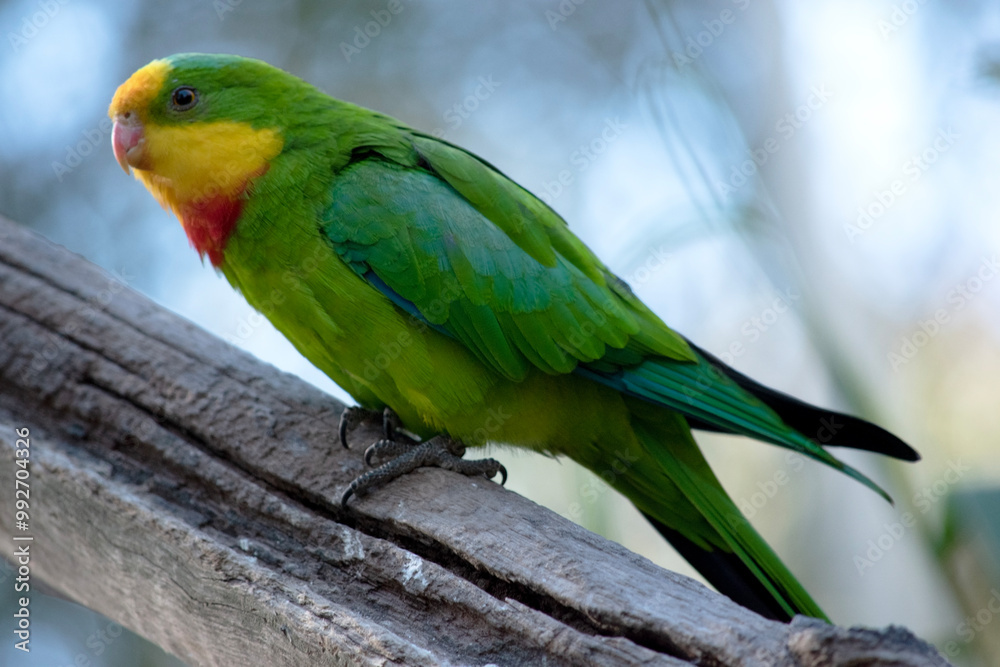 Obraz premium the superb parrot has a green body with red under its neck and yellow forehead and chin