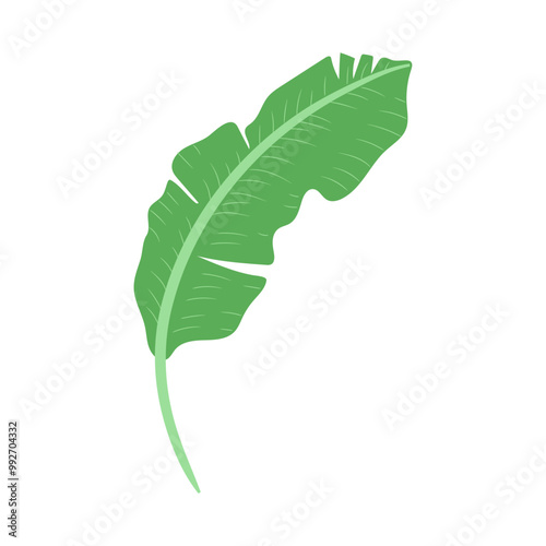 Green Banana Leaf Illustration