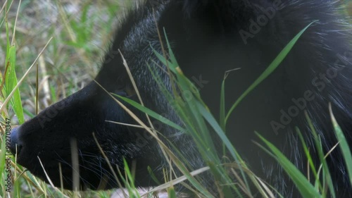 Full frame closeup head, face of rare black morph of red fox, silver photo